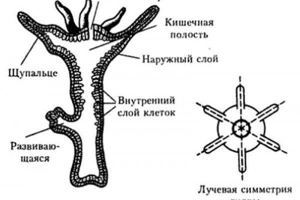 Как зайти на blacksprut bs2webes net