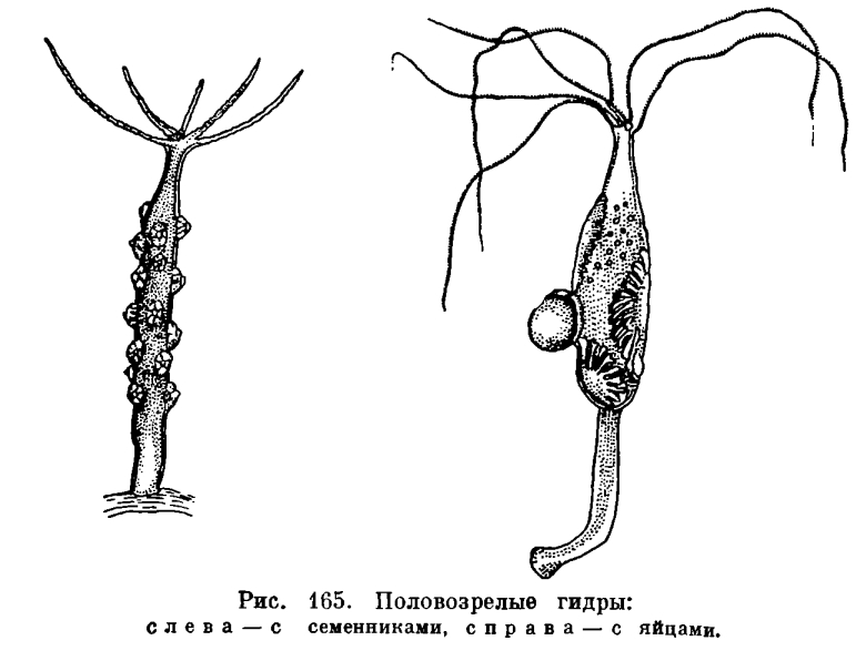 Тор blacksprut фан