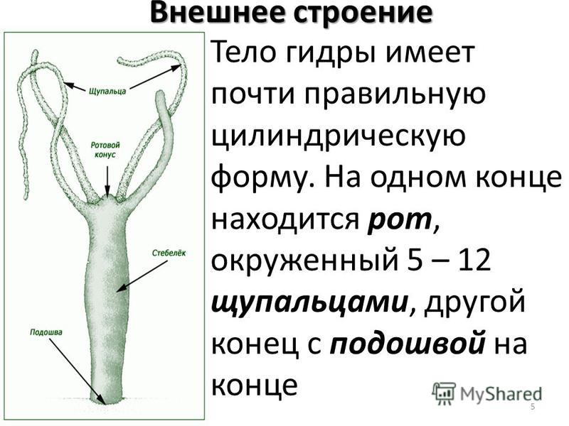 Https bs gl pass ссылка blacksprut